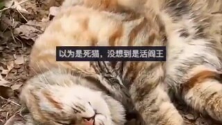 大橘抓了老鼠玩累之后，直接枕着老鼠睡着了，网友：头下有粮睡的更香