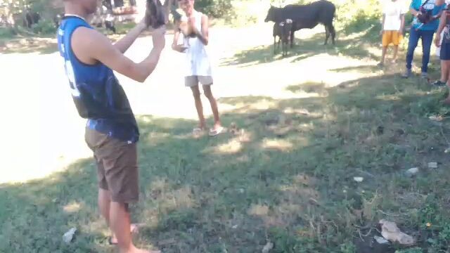 LOSS! Kapatid ng pumpkin grey,minalas tayu rito,bantams