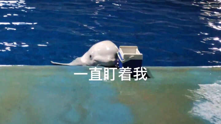 Komunikasi Sehari-hari Antara Paus Putih dan Pelatihnya