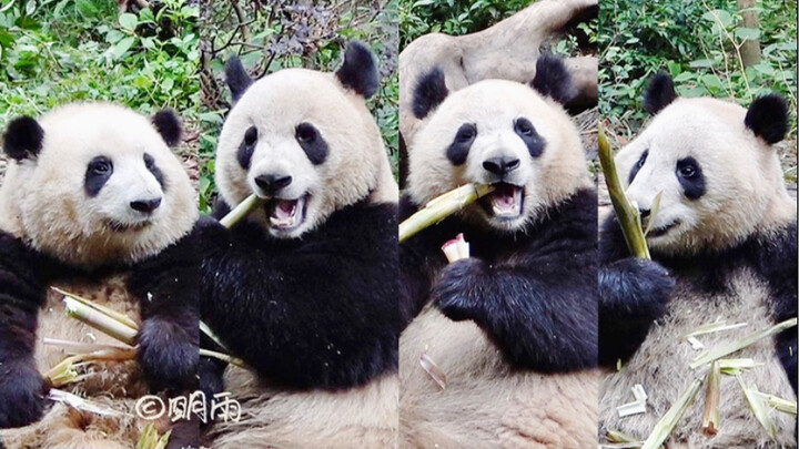 Having bamboo shoots with Hua, Ai Jiu, Run Yue, and He Ye—it’s all just memories!