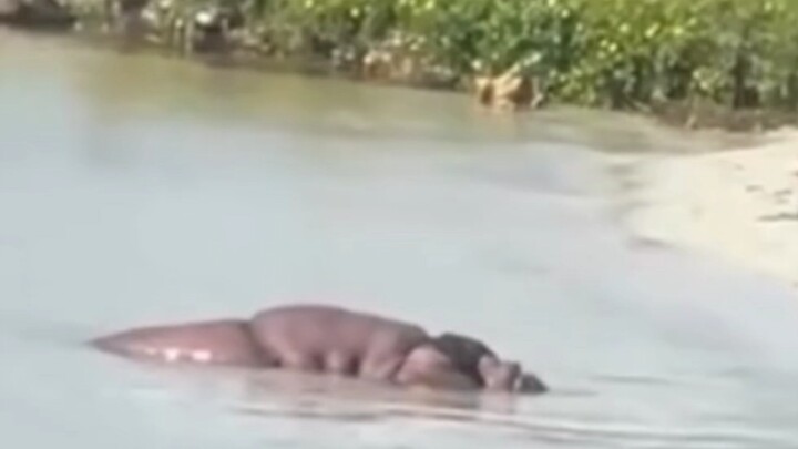 Con hà mã này từ đâu ra vậy?