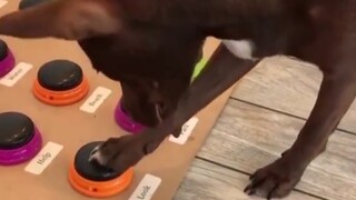 Do you believe that dogs can communicate with their owners in human language? A foreign owner taught