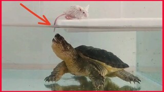 Warning Live Feeding / Snapping Turtle Kills And Eat White Rat.