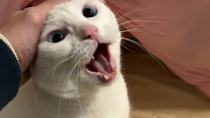 What Happens When You Pet a Cat While Begging for Forgiveness?