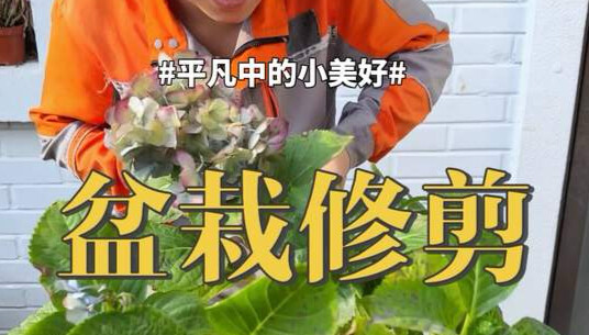 การตัดแต่งไม้กระถาง #ไม้อวบน้ำ #เฟื่องฟ้า #ต้นไม้มงคล #ปลูกดอกไม้ ใช้เทคนิคเหล่านี้ตัดแต่งไม้กระถางข