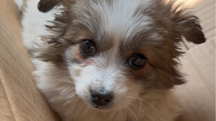 Các thành viên trong gia đình ơi, cún con của tôi nhặt được một bé cún khác!