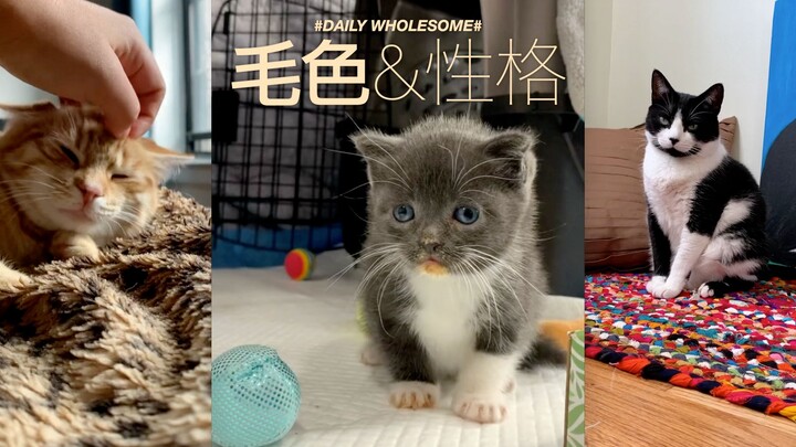 Did you know? A cat’s personality can be influenced by its coat color! (Just making stuff up)