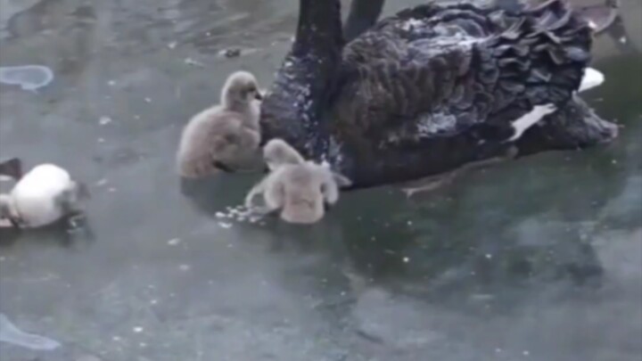 Little E-Bao gets frozen onto the ice—just as the black swan couple is frantic with worry, two Beiji