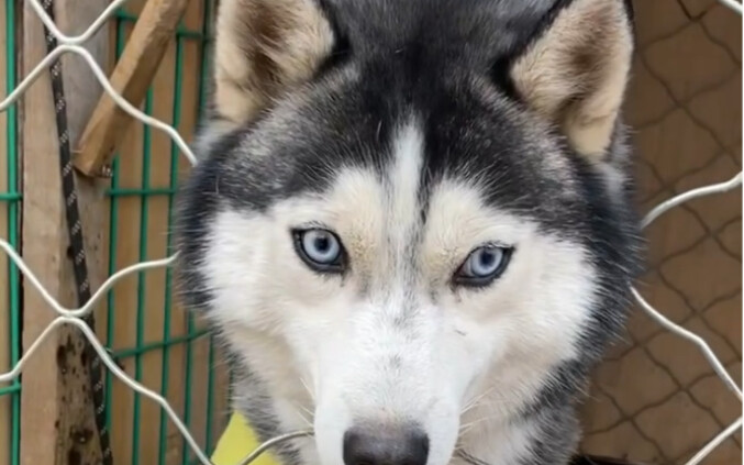 Wajah anjing sudah benar-benar tercoreng