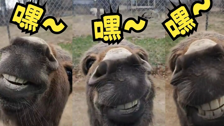 Miniature donkey: That little fluffy donkey that beams at you with a goofy grin every day—would you 