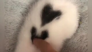 Kucingnya imut bgt loh ☺️