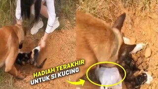 MASYAALLAH.! Saat Si Kucing Dikubur, Anjing Ini Beri Hadiah Terakhir yang Bikin Nangis Terharu