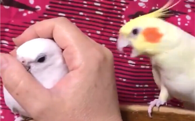 Burung beo berebut perhatian