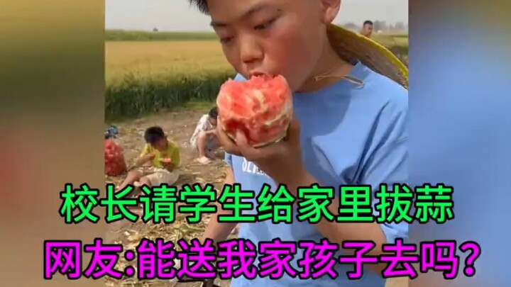 The principal asked students to help harvest garlic at home. Netizens commented: “This is way better