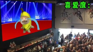 Banana cat's current situation...