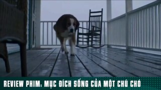 REVIEW PHIM: “ MỤC ĐÍCH SỐNG CỦA MỘT CHÚ CHÓ “ ( Phần cuối ) #reviewphimhaynhat