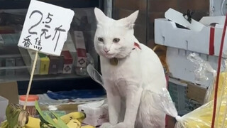 "Mèo: Không có hạt lương thực nào là ăn không cả."