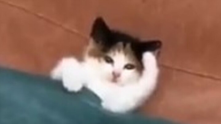 "Kittens don't have any worries"