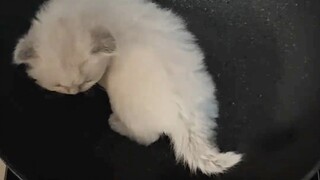 ทอดจนทั้ง 2 ด้านเป็นสีน้ำตาลทอง แต่อาจจะไหม้เกินไป