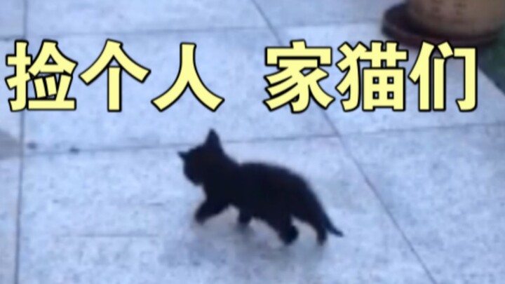 Picked up a cat, everyone