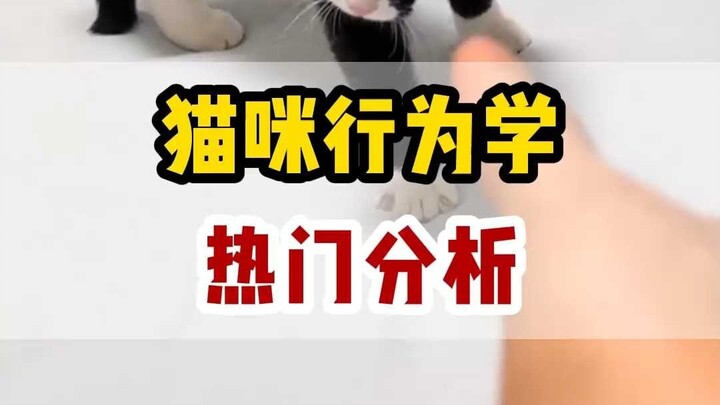 Decoding Cat Behavior: What Is Your Cat Trying to Tell You?