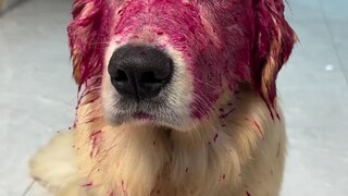 人和狗都无语了