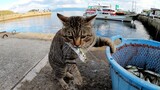 The moment cats stole fish!!