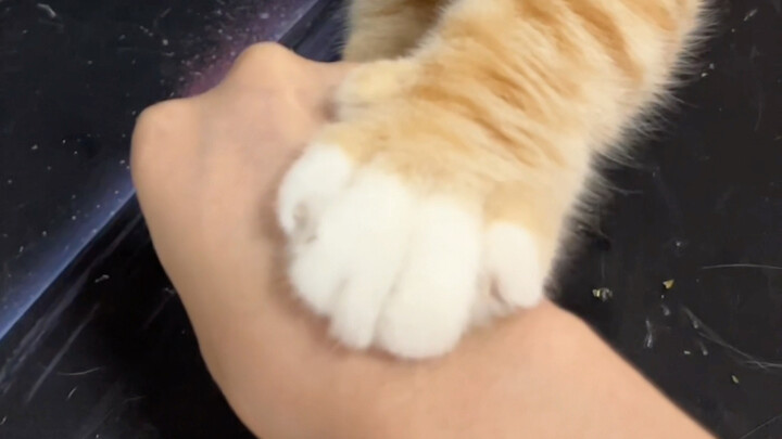 ฉันว่ามันตบฉันกลับไปที่ศาลเจ้าได้ในพริบตาเดียวเลย