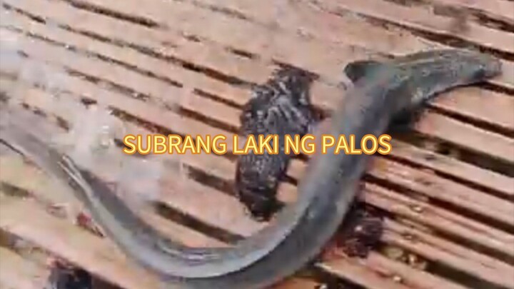 palos ang laki