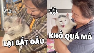 Một chiếc Mèo hông thích nghe hát 🤣 | Pets TV