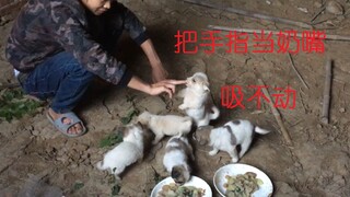 救助了一窝狗崽，每次喂食狗妈兴奋的表演魔性舞蹈，治愈心灵！