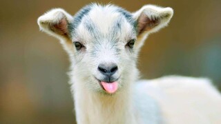 Dwarf goat: Don't be fooled by its small size—it's incredibly energetic!