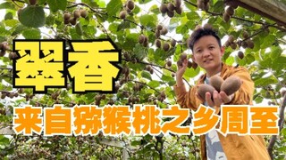 [Petualang Buah Hunter x Hunter] Kiwi Cui Xiang, kecil tapi juga lucu