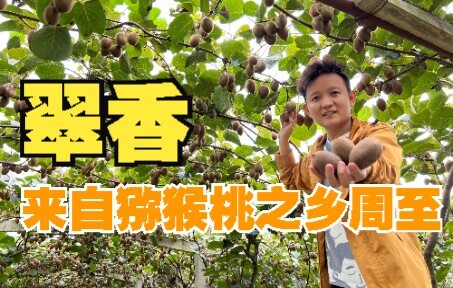 【水果猎人】翠香猕猴桃，小小的也很可爱