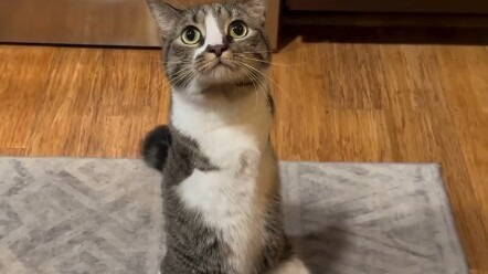 A cat that lost both front legs