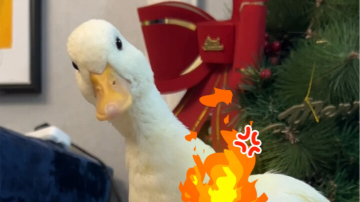 Such delicious duck necks—what a waste not to play ring toss!