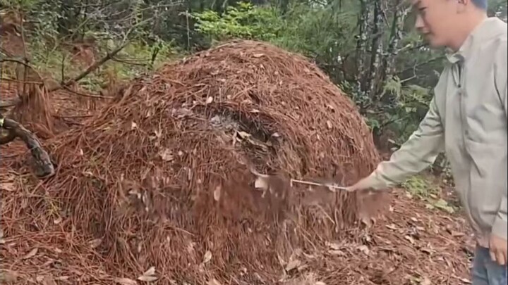 Don't approach animal dens at will!