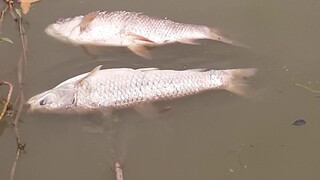 Trang trại của anh trai mình. Đẹp tuyệt vời luôn