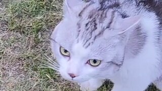 The human-cat interaction