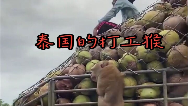 ลิงทำงานชาวไทยที่ช่วยทำงานพิเศษให้ด้วย