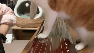I learned piano for a year and no one noticed. Then a cat kicked me...