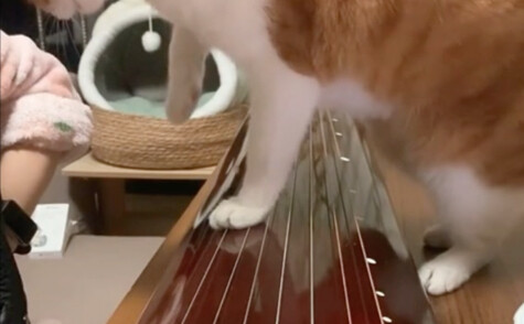I learned piano for a year and no one noticed. Then a cat kicked me...