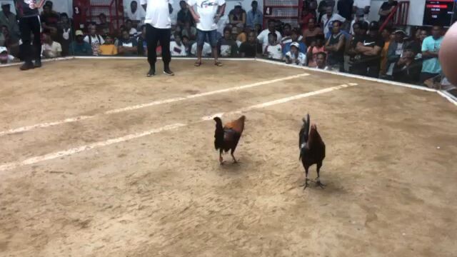 loss Gilmore(3cockderby)#magilascockpitarena#orientalMindoro#maxrillgamefowls