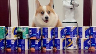 用卷纸困住狗，柯基和哈士奇会有什么反应？