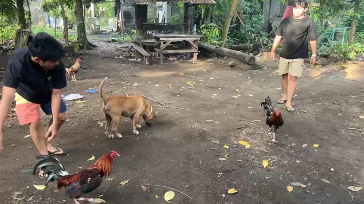 early bird.pobreng manok.