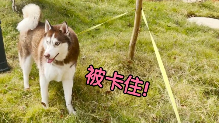 Pernah nggak kamu merasakan keputusasaan kayak gini saat jalanin anjing? Kecuali Border Collie!