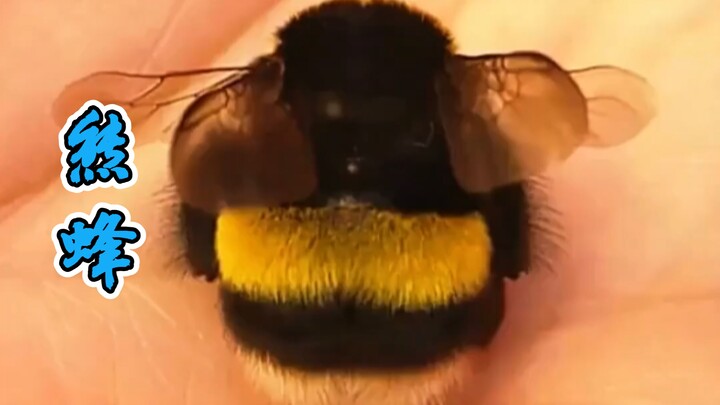 Bumblebee: Saya menyengat, sakit lho, dan tidak ada batasan jumlah!