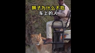 Fakta-fakta menarik seputar singa