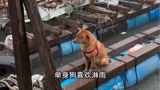 Anjing Cinta No. 1 Guangdong