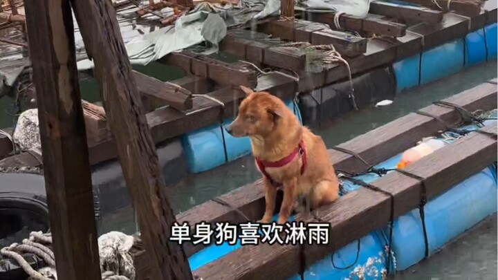 Guangdong's No. 1 Love Dog